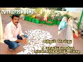 How to Clean and Store Cuttlebone for 6  Months | 6 மாதங்கள் சுத்தம் செய்து பயன்படுத்துவது எப்படி