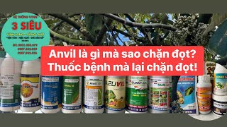 ANVIL - HEXACONAZOLE THUỐC TRỊ BỆNH TẠI SAO LẠI DÙNG CHẶN ĐỌT? #0901005079 #saurieng #basieu #fruit