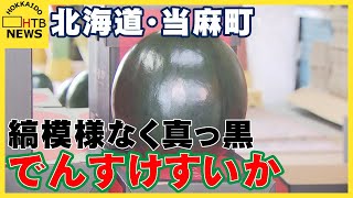 縞模様のない真っ黒なスイカ「でんすけすいか」収穫始まる　１５日には初競り　北海道当麻町