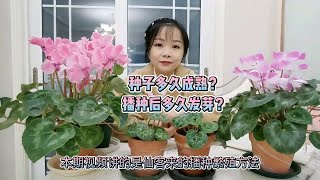 仙客来种子多久成熟？播种后多久发芽？发芽后多久开花？新手必看