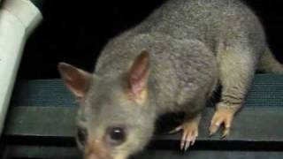 Very Friendly Brushtail Possum