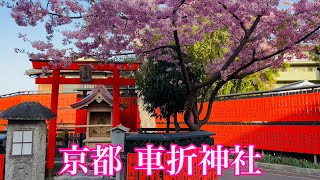 2023年3月10日 京都嵐山 河津桜🌸と梅の咲く車折神社を散策 Kurumazaki-jinja Shrine  【4K】Touring Kyoto