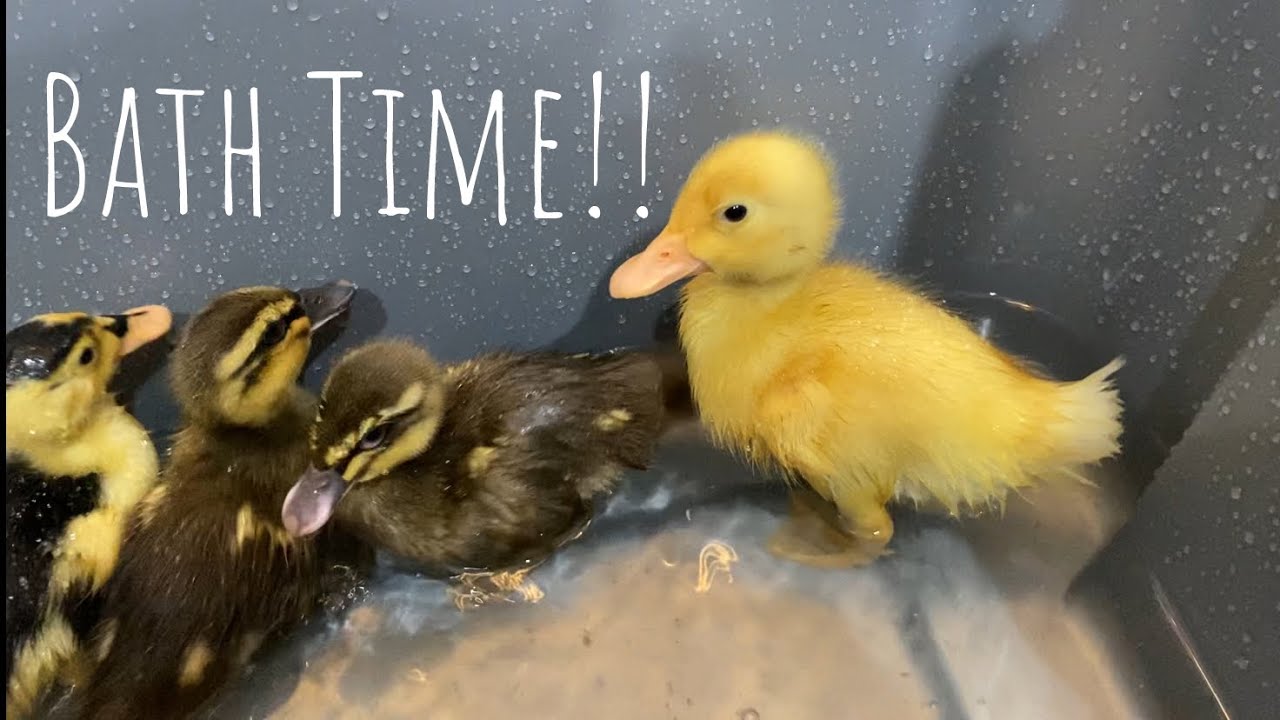 Baby Ducks First Swim Lesson Too Cute Youtube