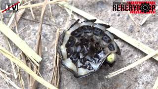 Sunrise Gunung Merapi Bareng Hewan Langka 'Platerodrilus sp Trilobite Beetle'