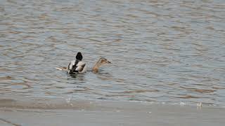 청둥오리 짝짓기 Mallard mating | Anas platyrhynchos