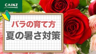 バラの育て方 ~夏の暑さ対策編~