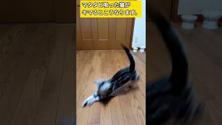 飼い主の手に負えなくなりました。#猫 #またたび #マタタビ