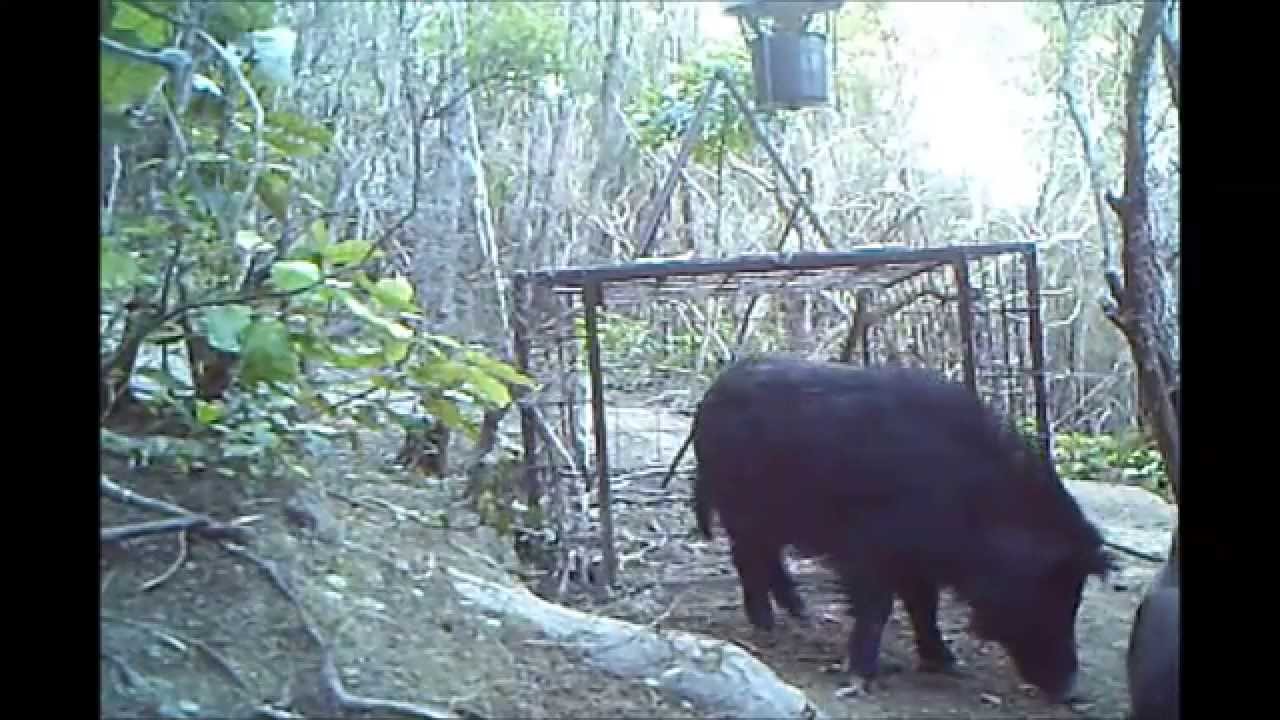 Life Around The Pig Trap Youtube