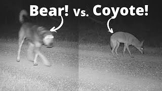 We Caught Bear Working on a Game Camera!