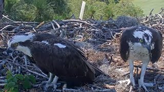 Savannah Ospreys | Osprey Male and Female investigating the nest | April 29, 2022