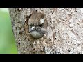 コゲラの巣作り02 日本最小のキツツキ【野鳥観察 バードウォッチング】picoides kizuki nest building at japanese wax tree birding