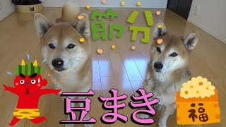 【柴犬親子】今日は節分！豆まきしたらこうなった！【猫姉妹】/ The bean throwing festival \