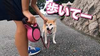 柴犬小春　突如歩くのをやめた柴犬の対処法　王子公園