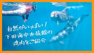 自然がいっぱい！下田海中水族館の湾内をご紹介