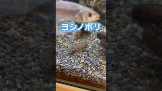 #アクアリウム #日本淡水魚 #日本淡水魚水槽 #ヨシノボリ