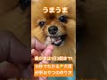 15秒でわかる🤣犬用砂肝おやつの作り方 ポメラニアン dog pomeranian いぬのいる生活 犬用おやつ