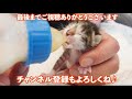 新入り猫を追いかけて威嚇をしながらも距離を縮める先住猫がこちら