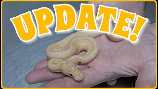 Clutch Update! Craziest Freeway Ball Python!!
