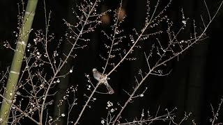 Brown eared Bulbul and Japanese White eye