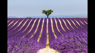 Introducing Provence & the Côte d'Azur