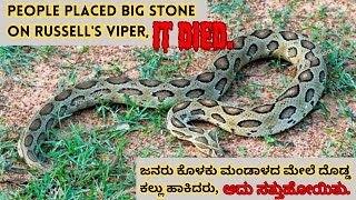 People placed big stone on Russell's viper, it died!