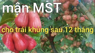 Mận đỏ MST siêu trái sau 12 tháng trồng