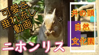 ニホンリスってこんなにカワイイお顔をしているということを再確認できる詰め合わせ動画★どうぶつ癒シリーズ【ひたすら可愛いだけのリス】井の頭自然文化園