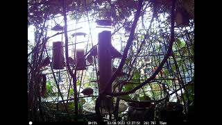 Goldfinches on a tiny  six-floored balcony garden of Soho Westminster Central London