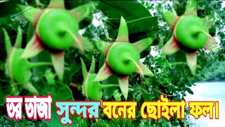 তর তাজা সুন্দর বনের ছোইলা ফল।