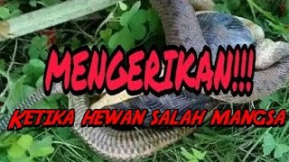 SALAH MANGSA!! Begini akibatnya jika Salah mangsa ||Viral!!