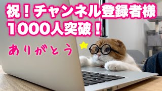 テレワークする猫【メガネ猫。スコティッシュフォールド】