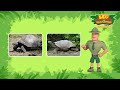 🐚 sturdy shell animals 🦐 turtles crabs u0026 more 🦀 leo the wildlife ranger kids cartoons