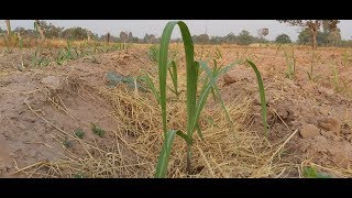 How to plant sugar can , របៀបដាំអំពៅ