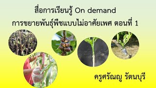 การขยายพันธุ์พืชแบบไม่อาศัยเพศ ตอนที่ 1