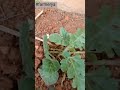 What Happens After Watermelon Grafting Onto Pumpkin? #satisfying #short