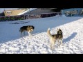 ЖЕСТОКАЯ ДРАКА СХВАТКА СОБАК dogs fighting