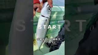 手軽なサバの締め方です！「サバ折り」#Fishing#釣り#釣り部#釣り好き