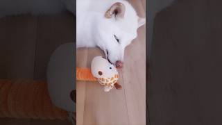 今日のマシスミ【犬猫】#柴犬#猫#short