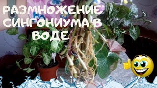 Размножение сингониума(Syngonium) промежуточными узлами и верхушками .Укоренение в воде