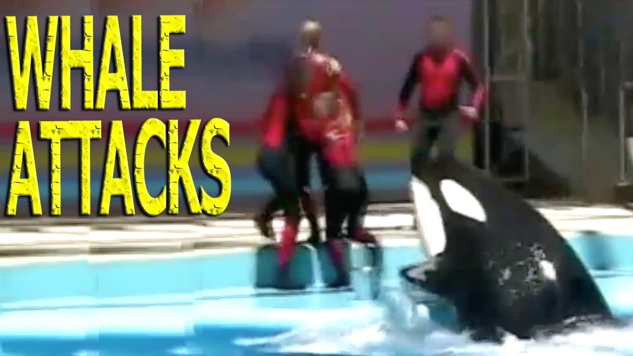 Killer Whales Attacking Humans