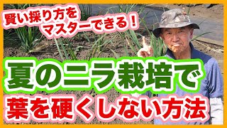 家庭菜園や農園のニラ栽培で葉を硬くしない夏のニラの育て方を徹底解説！【農家直伝】Harvesting tips for leek cultivation.