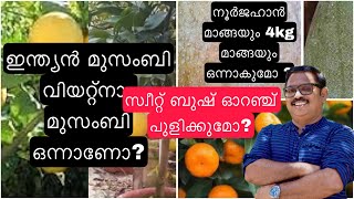 സ്വീറ്റ് ബുഷ് ഓറഞ്ച് പുളിക്കുമോ?ഇന്ത്യമുസംബി വിയറ്റ്നാം മുസംബി ഒന്നാണോ?