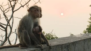 വയനാട്ടിൽ കുരങ്ങുപനി