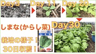 【1ヶ月間成長の様子】しまな（からし菜）栽培！簡単なのでぜひ！