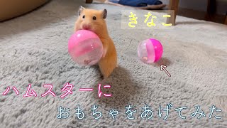 ハムスターにおもちゃをあげてみた　#ハムスター#hamsters