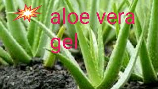 Uses of aloe vera jel   కలబంద  గుజ్జు యొక్క  ఉపయోగాలు