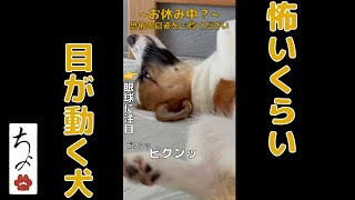 怖すぎる寝姿 / Too scary sleeping figure