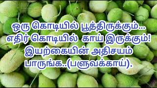 ஒரு கொடியில் பூத்திருக்கும் எதிர் கொடியில்  காய் இருக்கும்! இயற்கையின் அதிசயம் பாருங்க.(பளுவக்காய்)