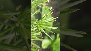 🌻¹³☆•¹◇¹ Cheedhi Kanga, Shepherd's-needle (Scandix pecten-veneris) Carrot Family (Apiaceae) #nature