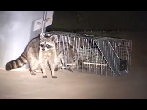 How to Catch a Raccoon in a Live Cage Trap How to Catch a Raccoon in a Live Cage Trap